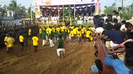 Locals take part in bull-taming festival in South India