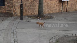 Amputated dog with three legs spotted in the streets of Paris. 14 jan 2018