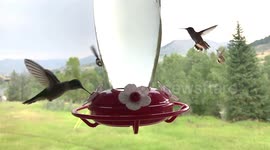 Beautiful slow motion footage shows hummingbirds flocking around feeder