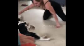 Lazy puppy being dragged as “play”
