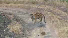 Tigers give a nasty surprise to four forest workers who had gone into the forest to count vultures