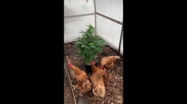 Chickens eating cannabis plant. Defoliation hens from hired by Potsoul