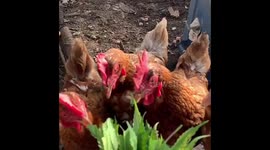 Slow motion chickens eating weed