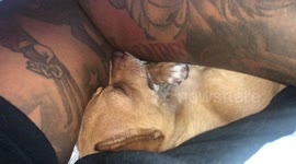 Snoring chihuahua