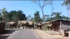 Locals panic as herd of 30 elephants marches through Indian village