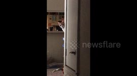 Clumsy cat fails at playing peek-a-boo