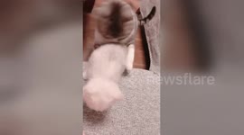 Cat helps other cat friend jump from desk to sofa