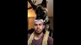 Puppy rides on shoulders