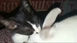 This young cat and this baby rabbit are the best of friends