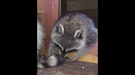 Мои любимые еноты