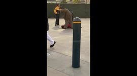 Drunken Fight are Disney’s Hollywood Studios Theme Park
