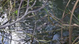 Tiny Baby Alligators Swimming Through The Swamp!