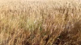 Blowing In The Wind