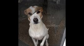 Doggy Accident