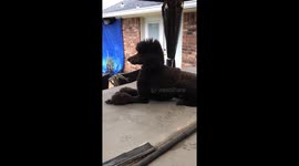 Poodle not listening until his owner comes out