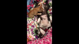 The truth about cats and dogs? Hungry rescue kitten nurses from dog mum