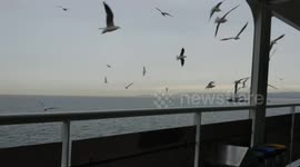 Seagulls flying near boat