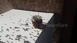 Bees against honey