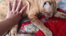 Ginger cat not waking up unless he smells a food