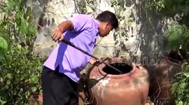 Python caught in plant pot after eating stray puppy