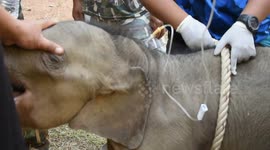 Vets' efforts fail to cure one-month-old elephant rescued with tethered ankle