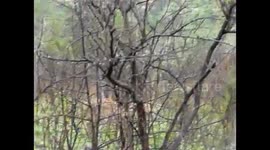 Lions mating in Hluhluwe game reserve with Tim Brown Tours