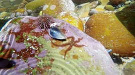 Alien in the Ocean? Brittle Stars Look So Weird.