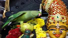 Angry pet parrot takes shelter in temple in India