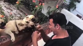 Adorable video shows Bollywood star Akshay Kumar play-fighting with pups