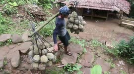 Strong durian bearers carry up to 120 kg of fruit to market every day