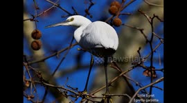 Little Egret Egretta garzetta fishing in a London park river channel