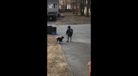 Dog enthusiastically greets owner after he gets off school bus