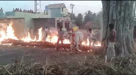 Watch - Cattle made to walk through fire during Kicchu Hayisuvudu ritual in Mandya in Karnataka state of India