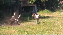 Mama pony and baby pony