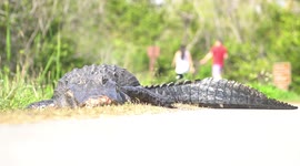 Pedestrians Strolling Past Massive Gator Napping On The Road