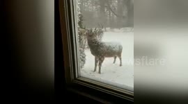 Cute deer visits Maryland home in the snow