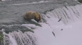 Brown Bear Catches Salmon in Katmai, Alaska