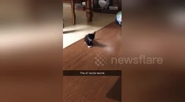 Newsflare Edit - @dog_rates Not a dog, but Jasper was dropped off at a rescue and I just had to take him home???????? https://t.co/YN9a2hUBNl