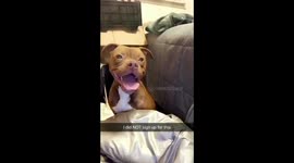 Dog goes into labor without knowing she was pregnant