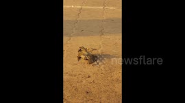 Small birds having a violent dispute.