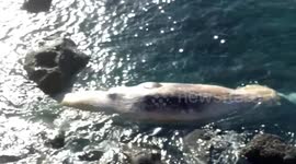 Rare white whale corpse washes ashore on Italian island