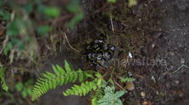 A group of bumble bees repairing their nest in the woods.