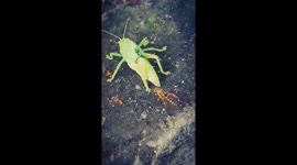 The grasshopper is attacked by bees and ants