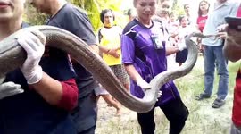 Rescuers catch 20ft long King Cobra in woman's living room