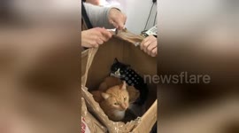 Nearly a dozen cats rescued after being left for dead in alleyway