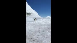 Emperor Penguin Snow Hill Island