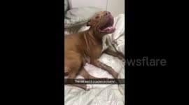 Woman freaks out when foster dog goes into labour