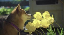 Spring Shiba