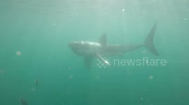 Great White Shark Spotted With Massive Hook In Its Mouth