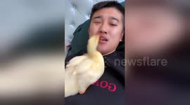 Duckling won't stop ‘brushing’ owner's teeth